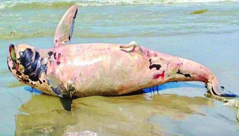 কুয়াকাটা সৈকতে মৃত ডলফিন