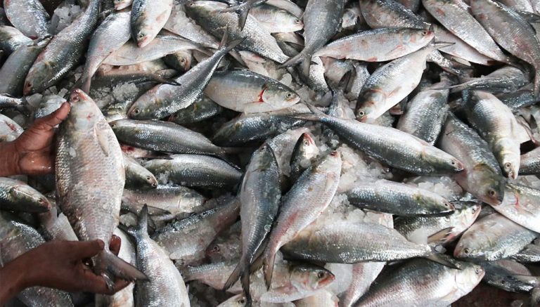 কেন কমছে না ইলিশের দাম?